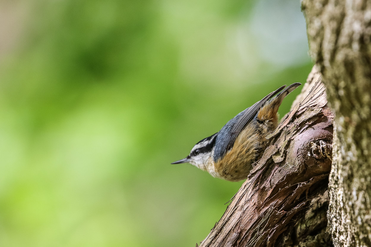 Magee Marsh, Crane Creek, BWIAB, Ohio, Birding