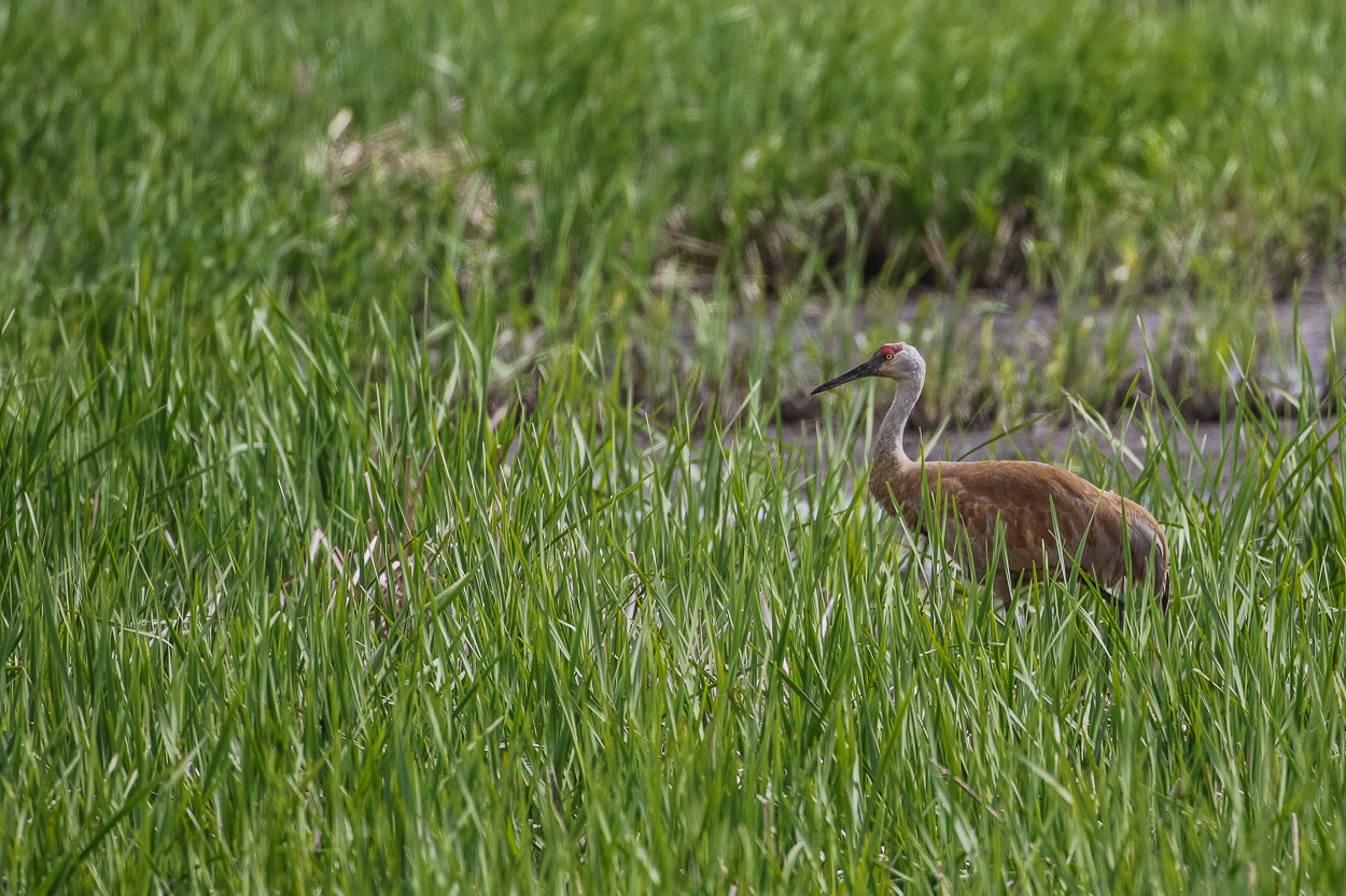 Magee Marsh, Crane Creek, BWIAB, Ohio, Birding