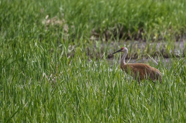 Magee Marsh, Crane Creek, BWIAB, Ohio, Birding