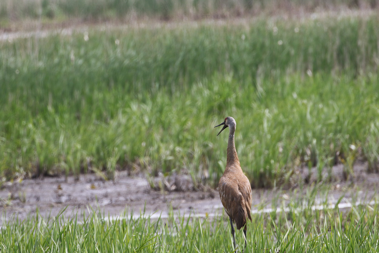 Magee Marsh, Crane Creek, BWIAB, Ohio, Birding