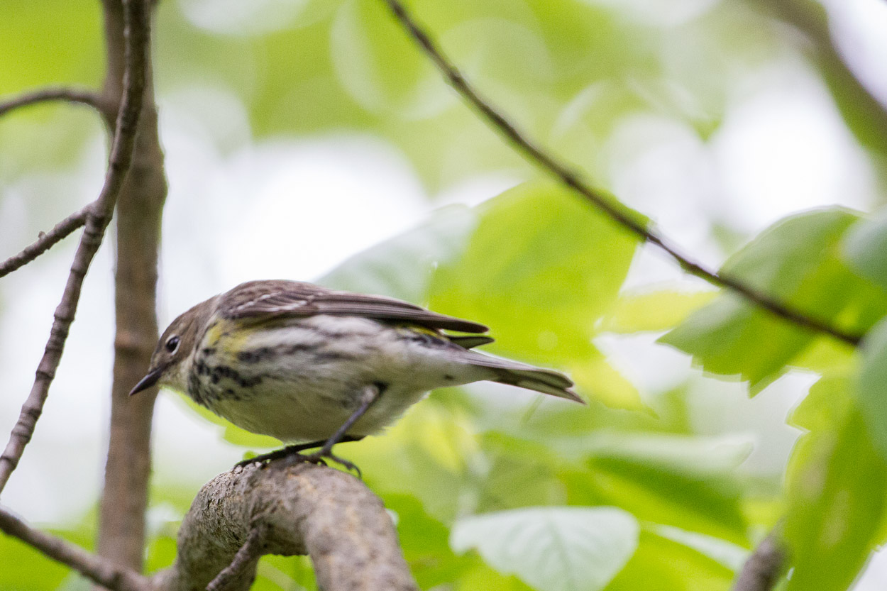 Magee Marsh, Crane Creek, BWIAB, Ohio, Birding