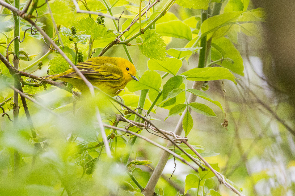 Magee Marsh, Crane Creek, BWIAB, Ohio, Birding