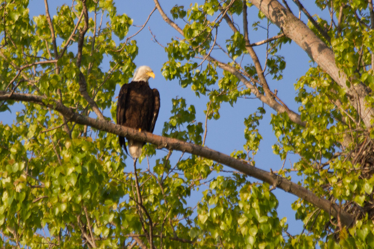 Magee Marsh, Crane Creek, BWIAB, Ohio, Birding
