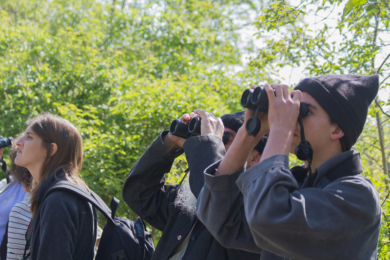 Magee Marsh, Crane Creek, BWIAB, Ohio, Birding