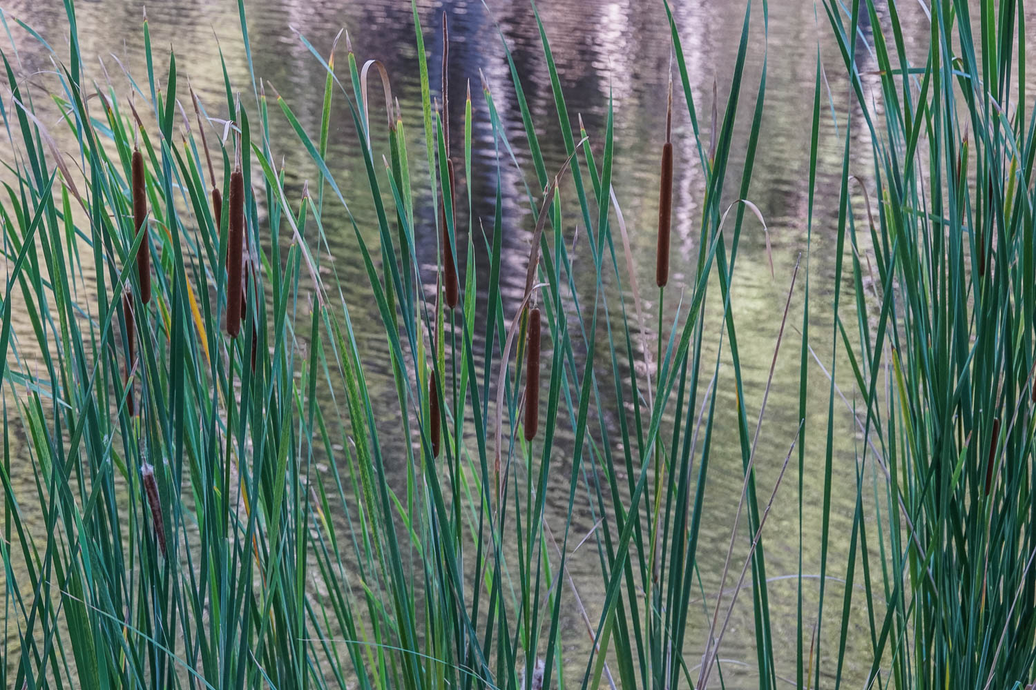 Cattails | The Camerist's Collection